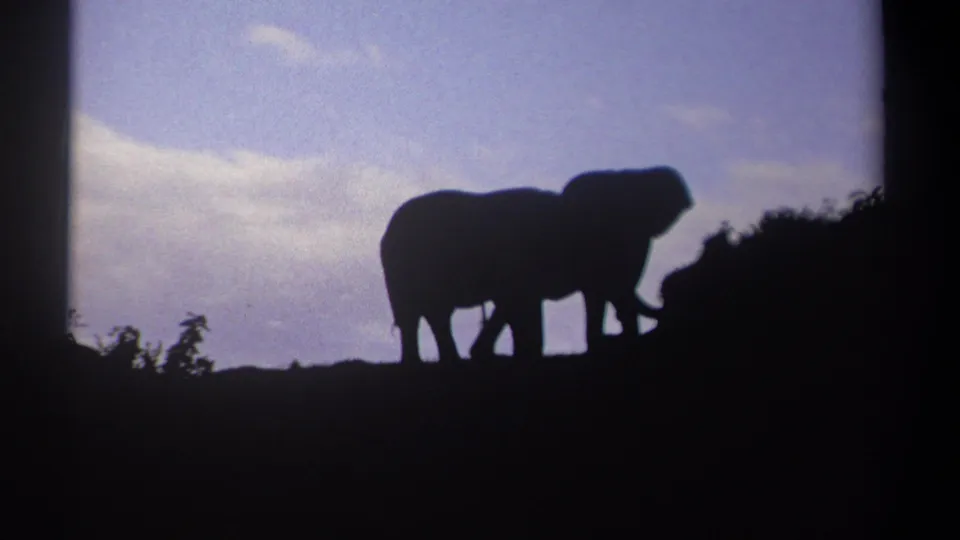 Elephants remain in dark profile against the sky, with low vegetation along the ridge in Kenya footage from 1969 metadata.