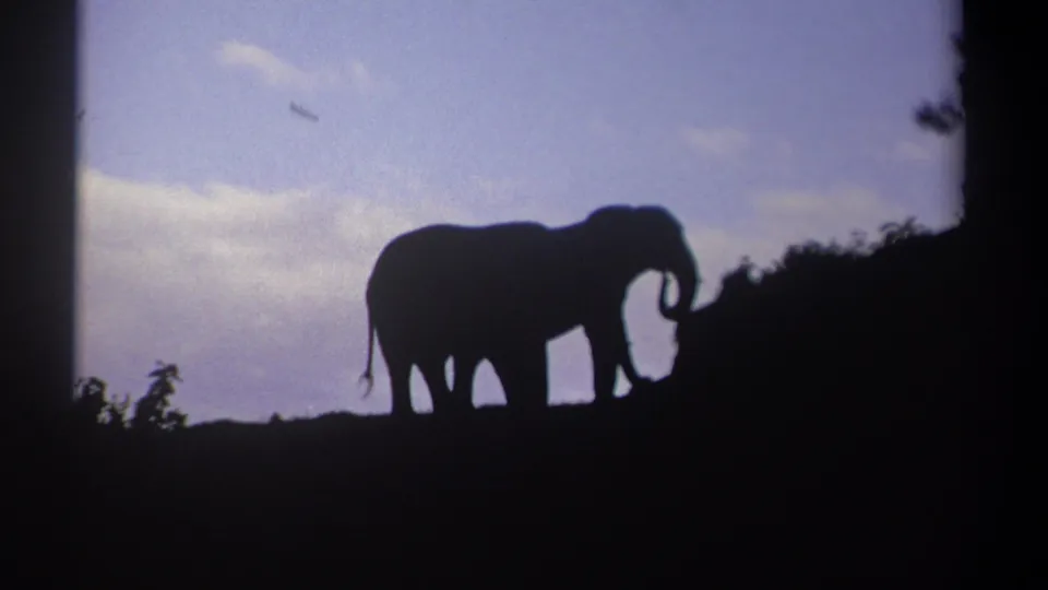 Two elephant silhouettes are framed by brush and a cloudy sky, with one trunk raised in archival 8mm footage identified as Kenya 1969.
