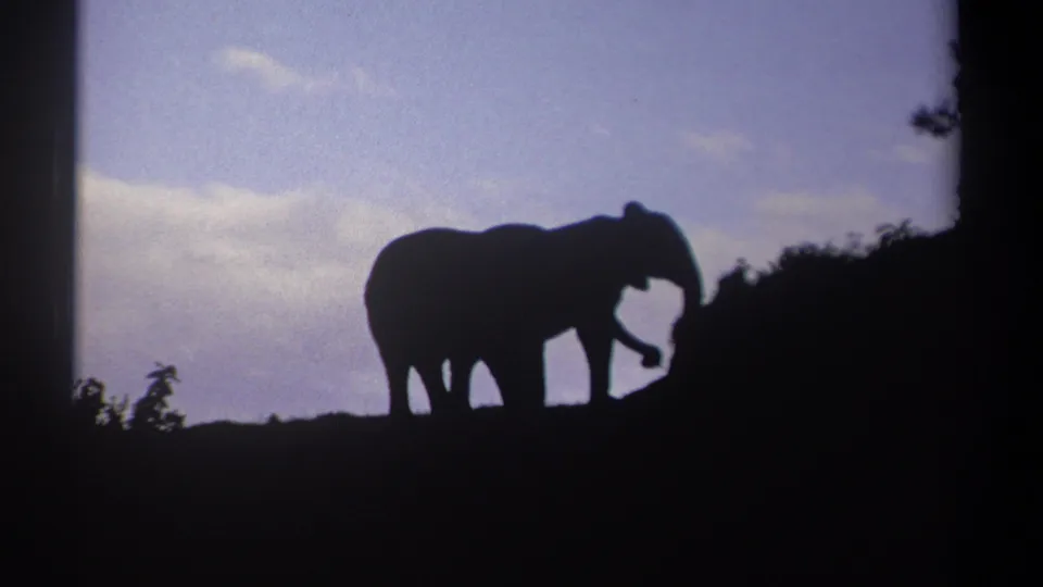 The elephants pause or move slowly near dark brush, their forms silhouetted against the sky in 1969 Kenya home-movie footage.