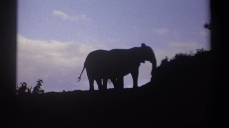 1969 Kenya 8mm frame showing two elephants silhouetted on a low horizon beneath a twilight sky.