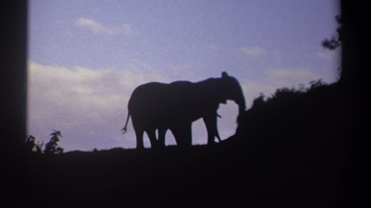 Two silhouetted elephants near dark shrubs under a twilight sky.