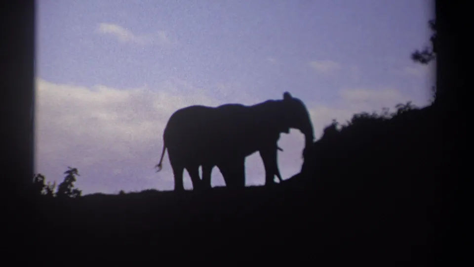 1969 Kenya wildlife frame with two elephants in silhouette near scrub vegetation and a pale dusk cloud band.