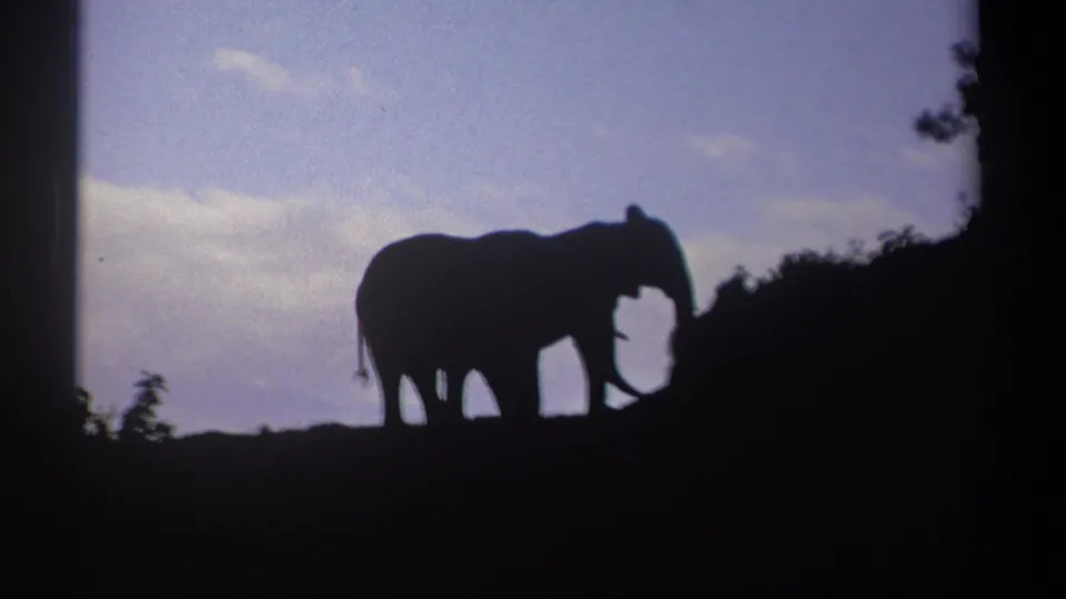 1969 Kenya 8mm still showing two elephants as dark outlines beside brush under a blue evening sky.