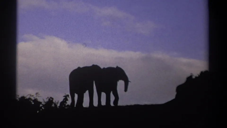 1969 Kenya frame showing two elephants grouped on the horizon, their forms outlined by the dusk sky.