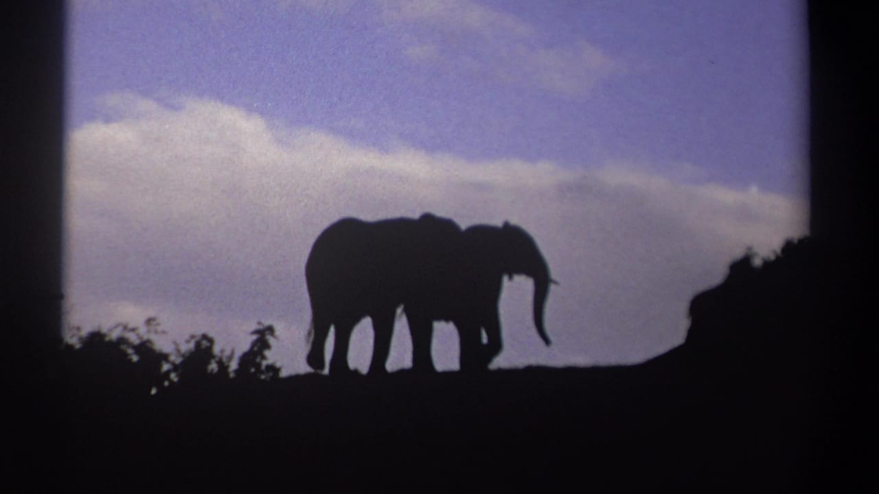 Two elephant silhouettes stand close together on a ridge against a bright cloud band.