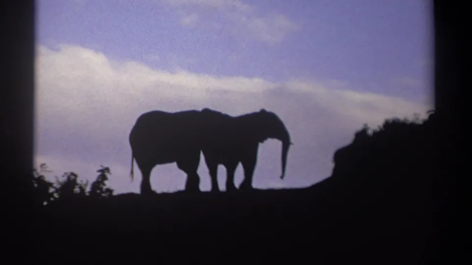 Two elephants in Kenya 1969 footage stand close together in silhouette on a dark ridge under a purple-blue dusk sky.