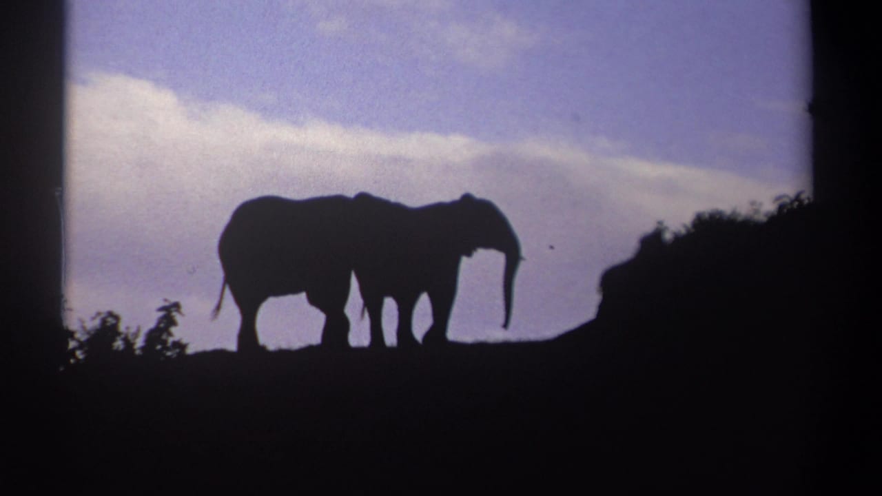 Two elephants appear as dark silhouettes against the evening sky in this 1969 Kenya 8mm wildlife frame.