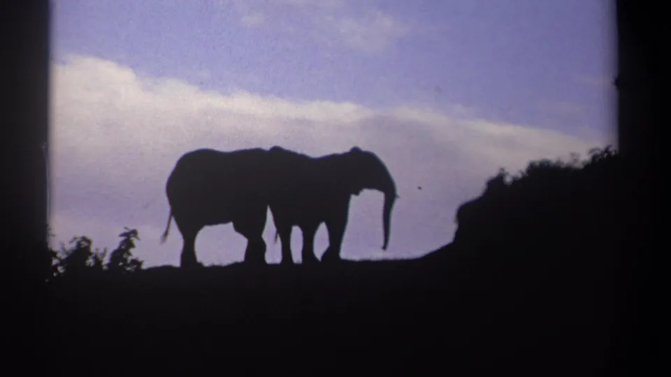 Two elephants appear as dark silhouettes against the evening sky in this 1969 Kenya 8mm wildlife frame.