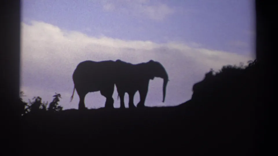 In the 1969 Kenya home-movie frame, two elephants are silhouetted on a low rise with sparse vegetation below.
