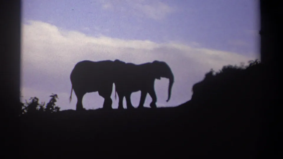 Two silhouetted elephants stand near a dark mound in 1969 Kenya footage, framed by plants and a clouded dusk sky.