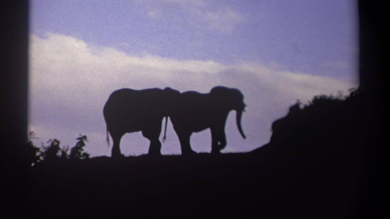 Two elephants in dark silhouette on a ridge beneath a blue sky with clouds.