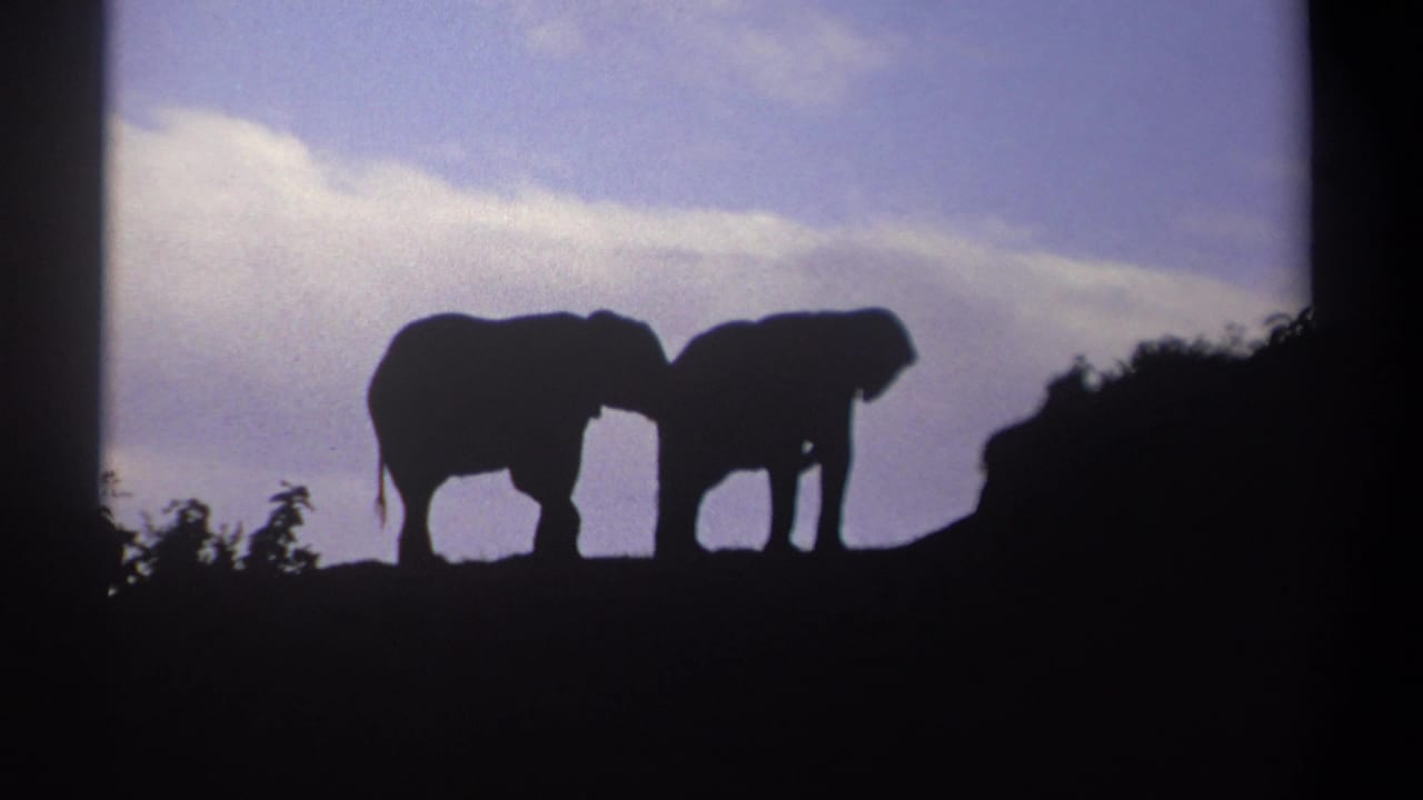 Two elephant silhouettes standing close together against a cloudy blue sky.