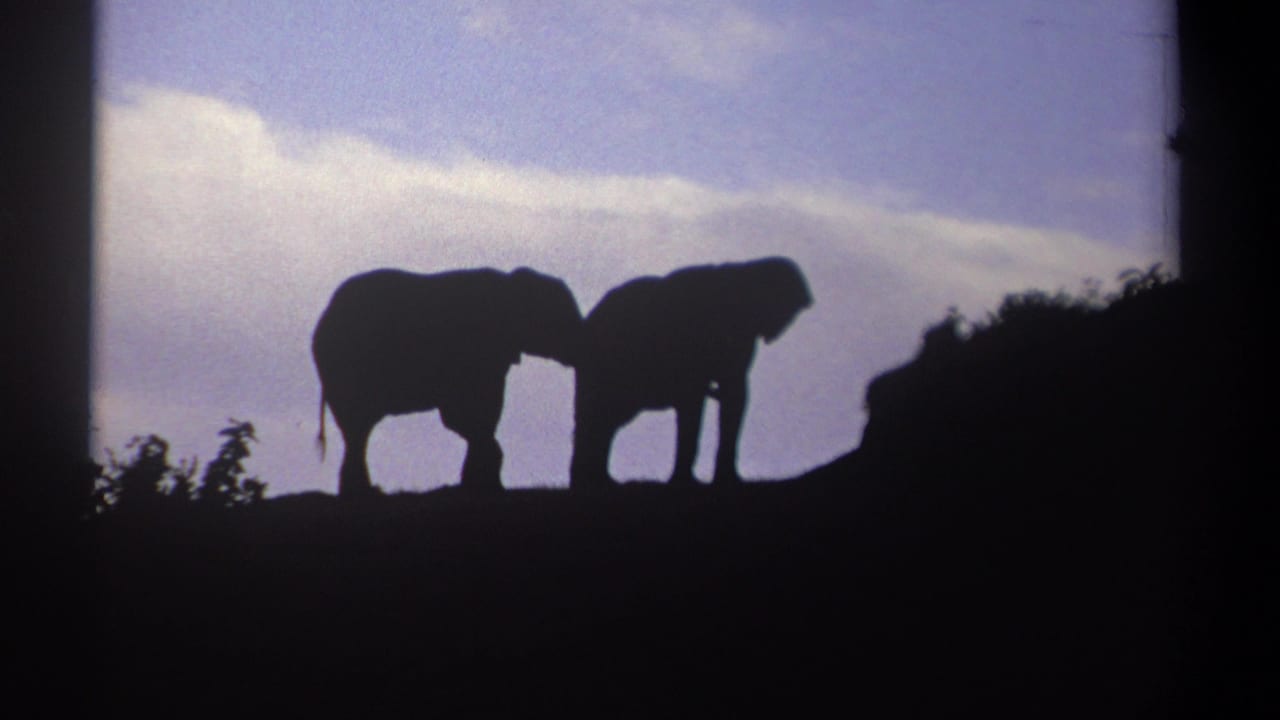 Two elephant silhouettes stand on a ridge beneath a pale sky.