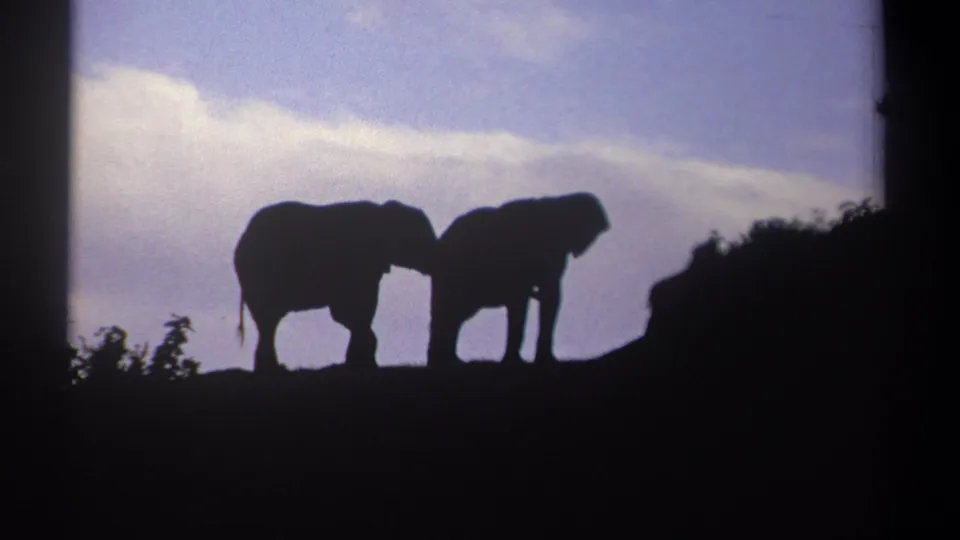 Two elephants in silhouette stand close together on a ridge in 1969 Kenya home-movie footage.