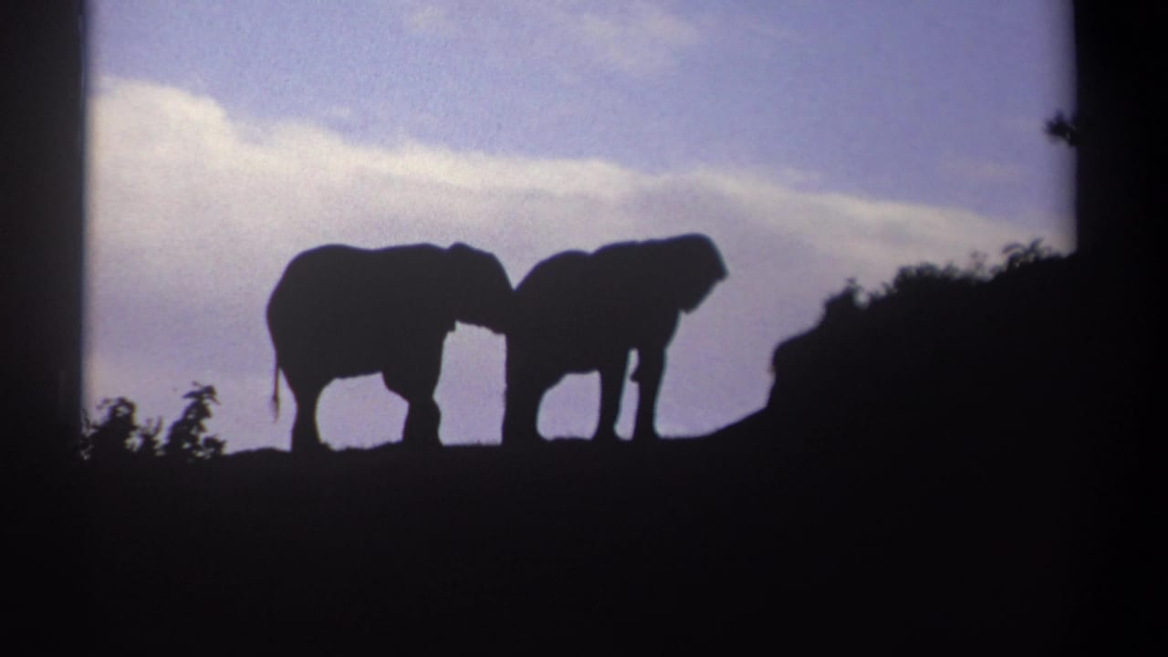 Two dark elephant silhouettes remain near each other on the horizon.
