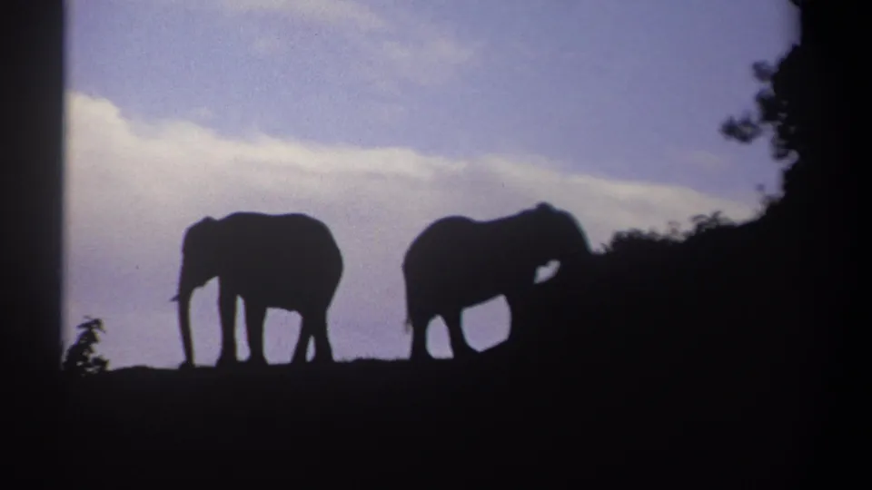 The elephants appear slightly separated on the ridge, still silhouetted against the Kenya sky in 1969 footage.