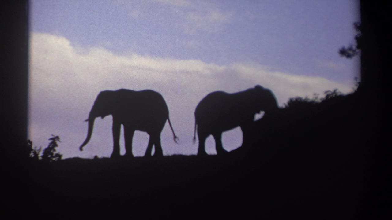 Two elephant silhouettes stand on a ridge, with shrubs and sky behind them.