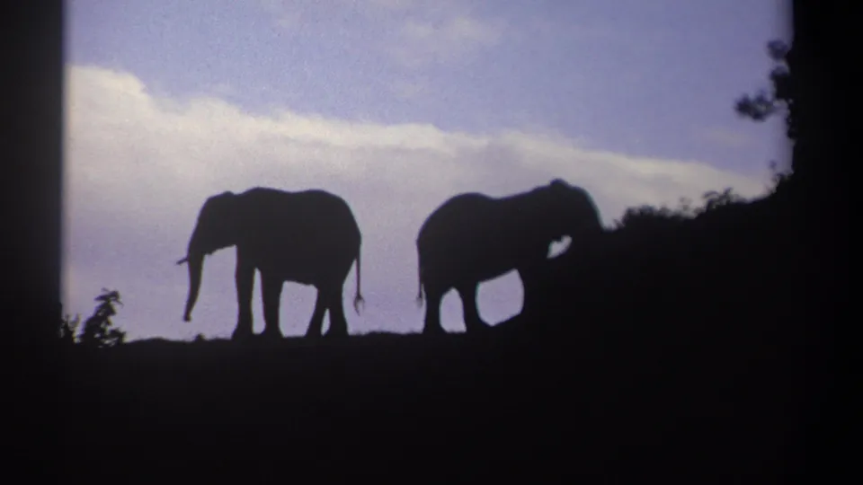 1969 Kenya 8mm frame showing two elephants in silhouette on a dark hillside, with pale clouds across the sky.