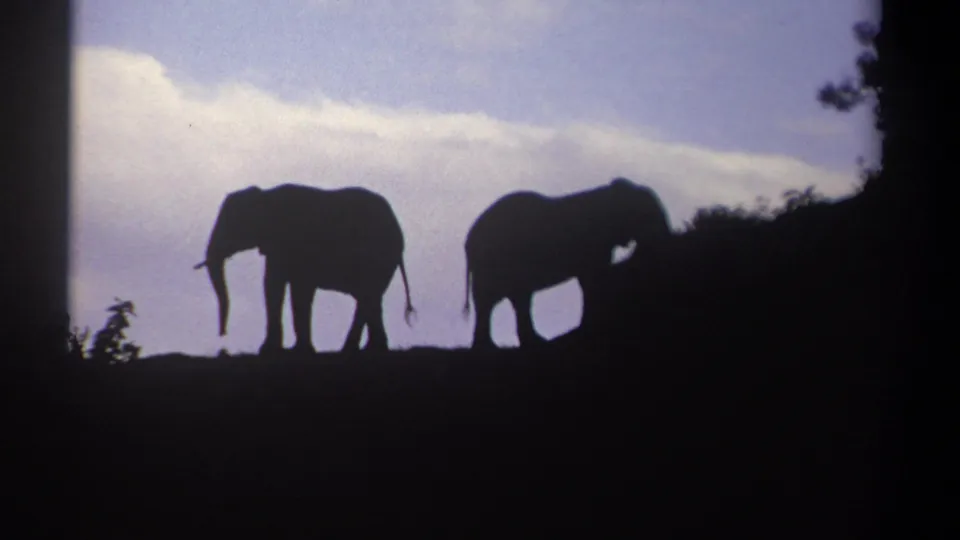 1969 Kenya home-movie frame showing two elephants silhouetted on high ground with soft cloud cover behind them.
