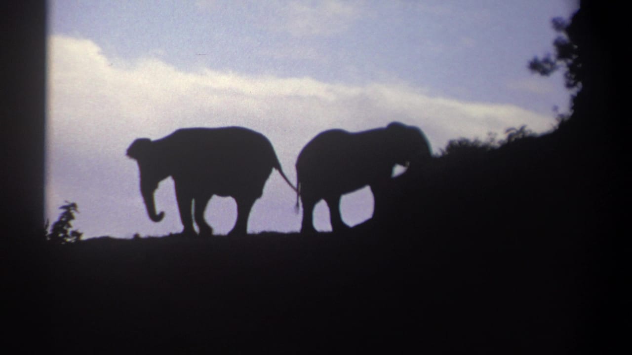 In 1969 Kenya footage, two elephants are seen in silhouette crossing a ridge with dark trees at the frame edge and clouds behind them.