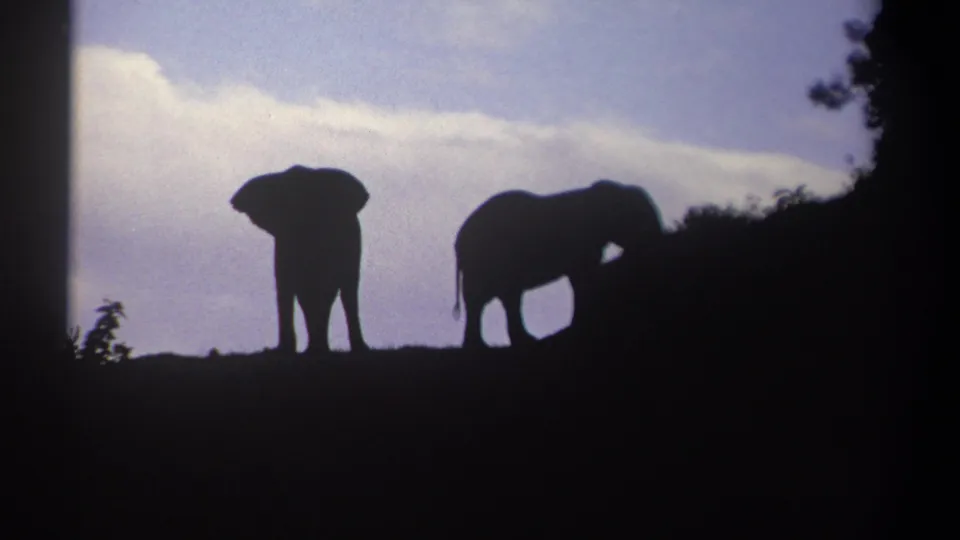 A 1969 Kenya 8mm frame shows one elephant facing nearer to camera while another stands side-on, both silhouetted on a hill.