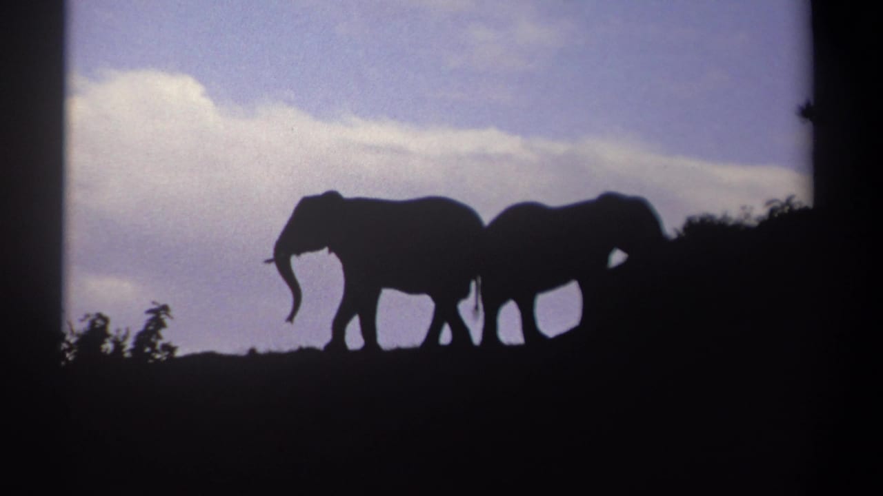 Two elephants in dark silhouette walking along a ridge beneath a pale clouded sky.