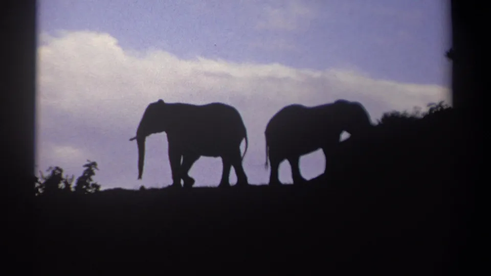 Two elephants appear separated on the ridge in 1969 Kenya home-movie footage, with grain and dark frame edges visible.
