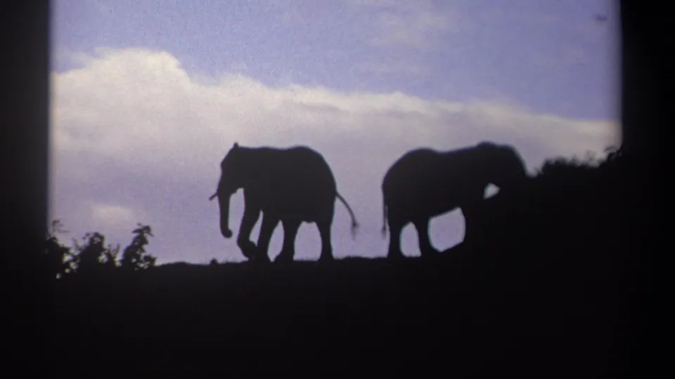 Two elephant silhouettes remain on the Kenya ridge line, one near low brush, in softly exposed 1969 8mm footage.