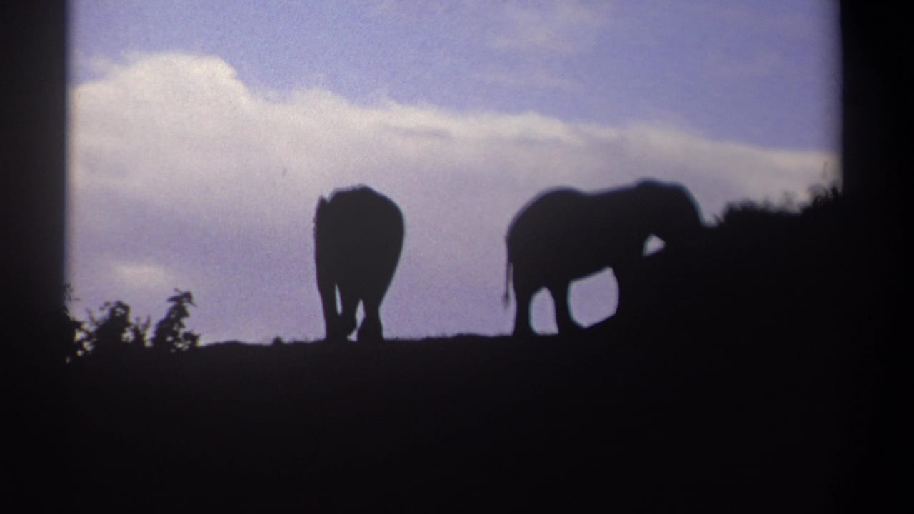 Two elephant silhouettes stand on a ridge beneath a pale clouded sky.