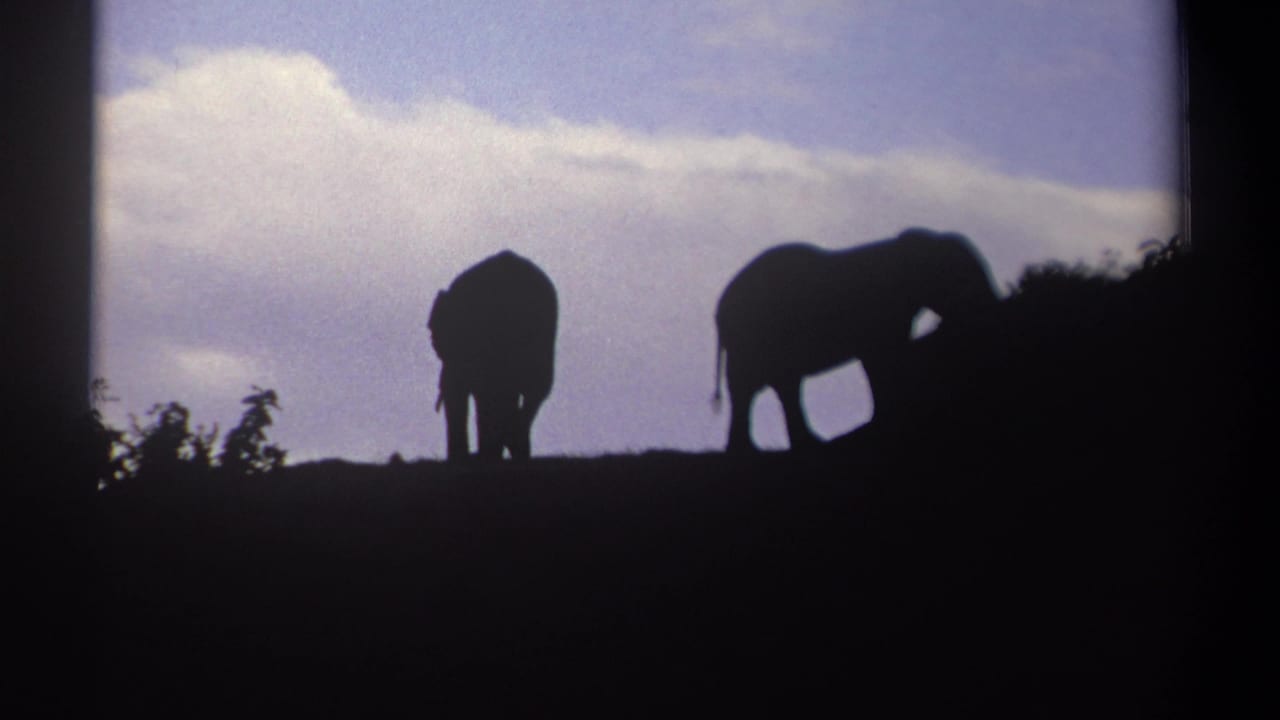 Two elephants in 1969 Kenya home-movie footage move across a dark ridge, their forms outlined against a soft cloudy sky.