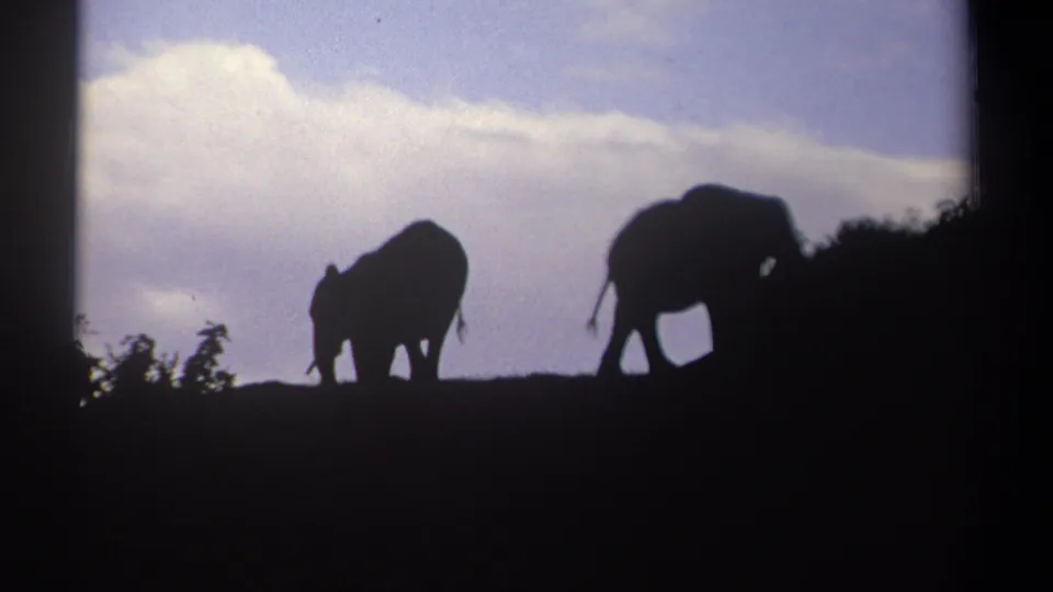 A silhouetted elephant lowers its head on the ridge while a second elephant stands partly near dark foliage in 1969 Kenya 8mm footage.