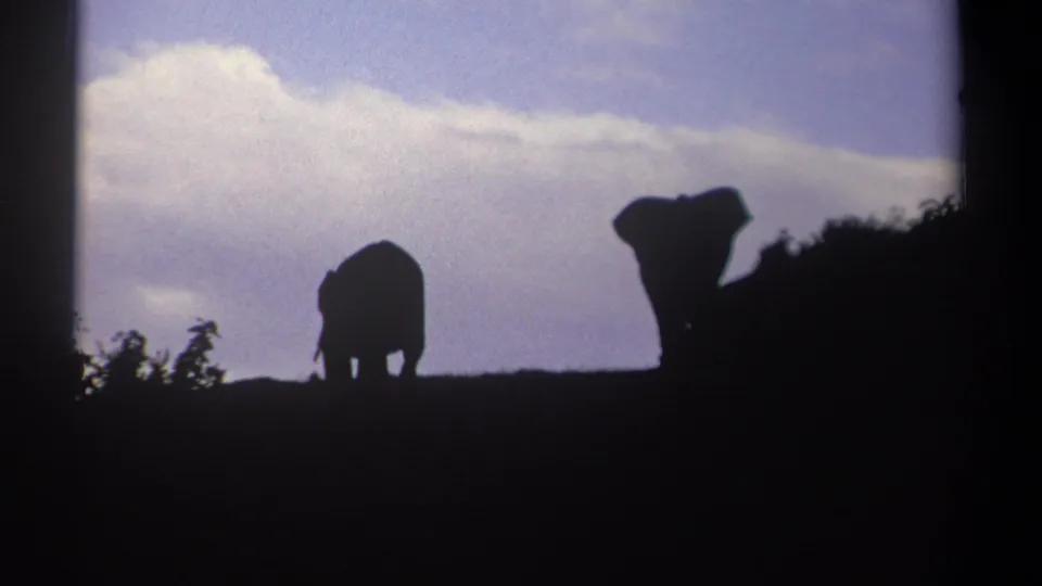 Near the end of the 1969 Kenya 8mm clip, two elephants appear in silhouette on a ridge, with one partly hidden by dark brush.