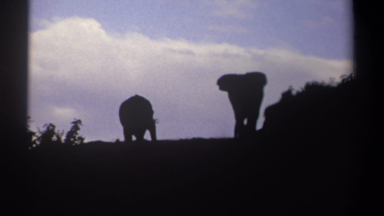 Two elephants silhouetted on a ridge beneath a cloudy blue sky.
