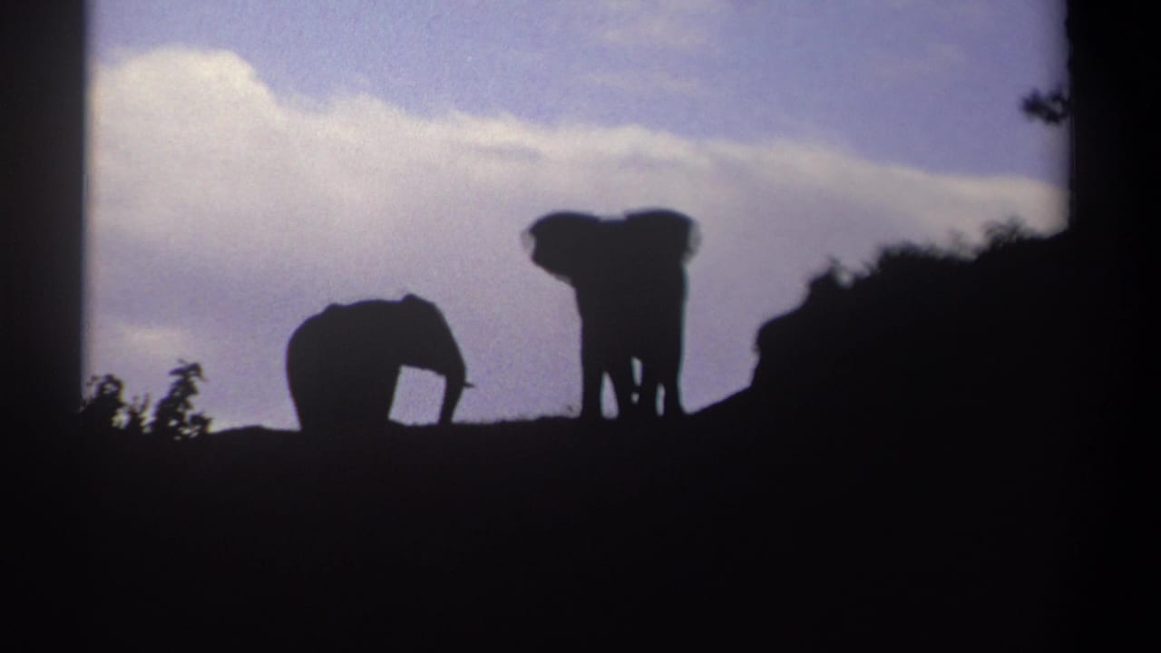 A smaller elephant bends forward while a larger elephant stands on the ridge.
