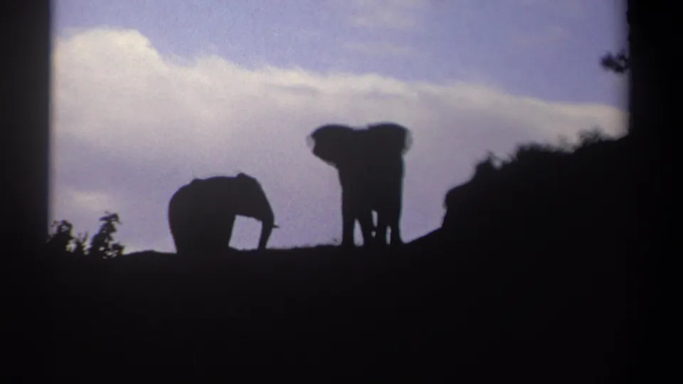 Kenya 1969 8mm frame with one elephant bent low and another standing upright in silhouette on a hill.