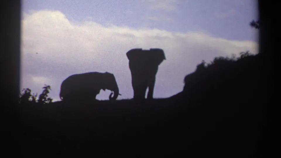 Kenya 1969 8mm frame showing two elephant silhouettes, one bent down and one standing against a clouded sky.
