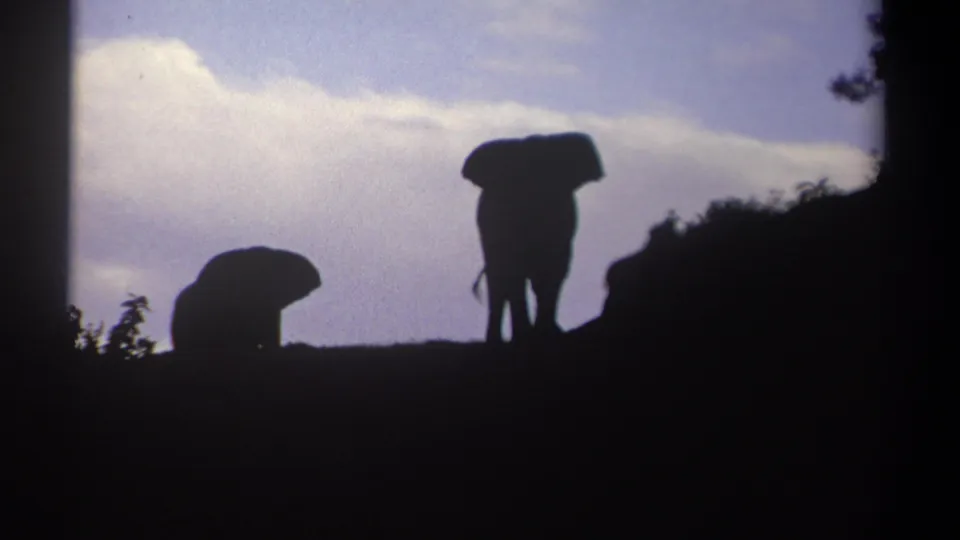 In Kenya 1969 footage, two elephants appear as dark silhouettes on a ridge with bright clouds behind them.