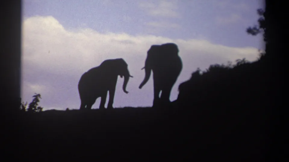 1969 Kenya 8mm frame showing two silhouetted African elephants close together on a ridge beneath cloud cover.