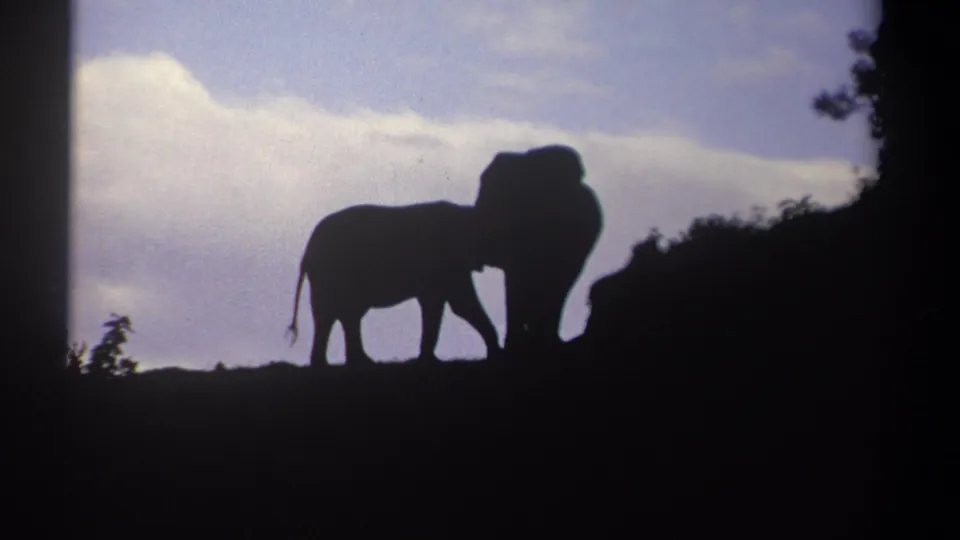 In 1969 Kenya home-movie footage, two elephants stand in dark silhouette on a hill beneath a cloudy sky.