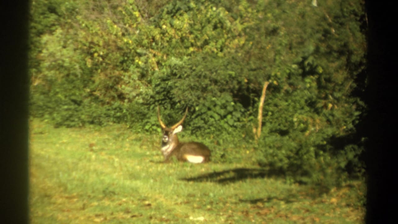 Horned antelope-like animal lying in a grassy clearing near dense bushes.