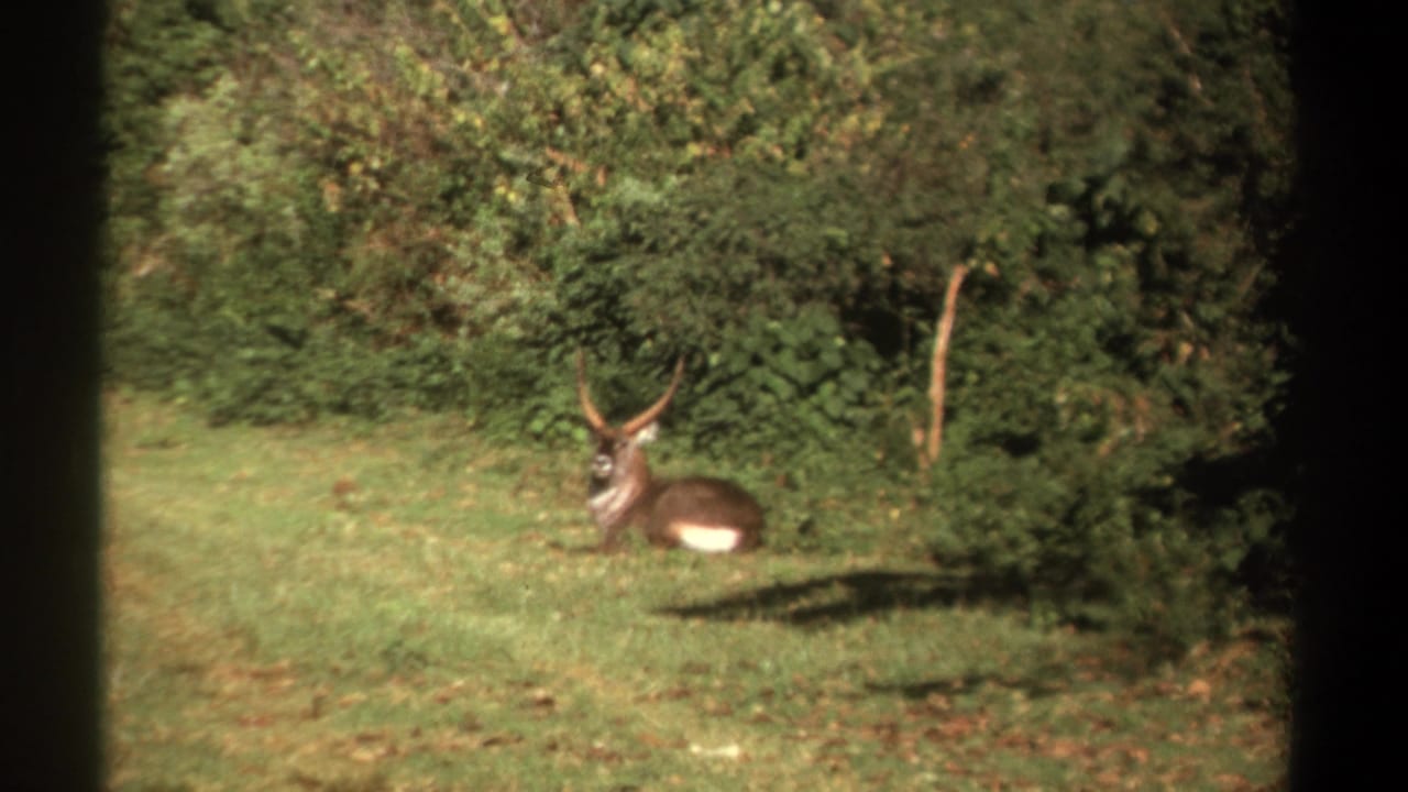 Antlered animal lying on grass near dense green trees.