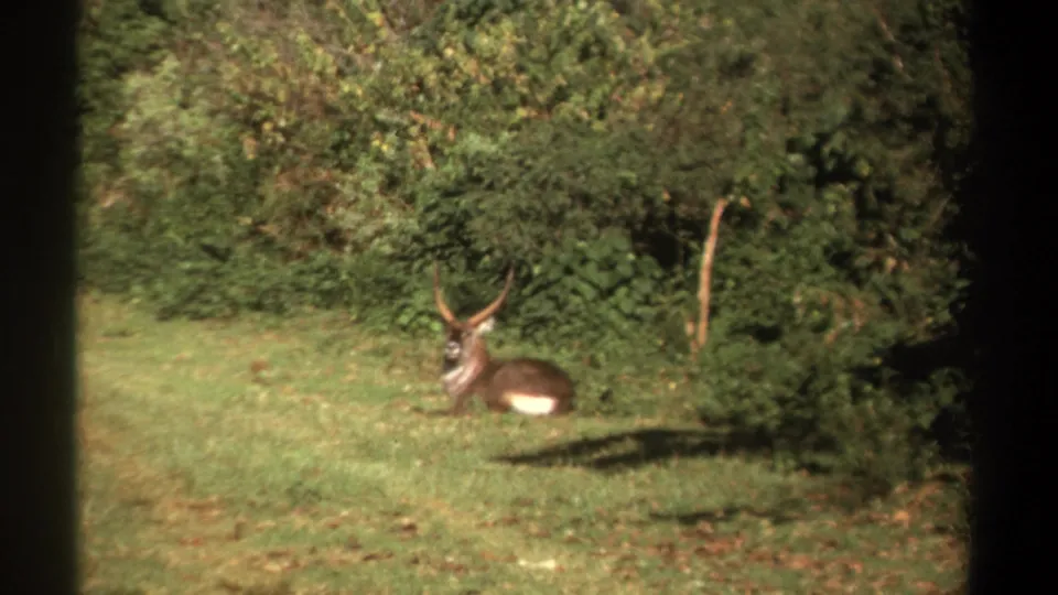 1969 Kenya 8mm frame showing an antlered animal resting in a grassy clearing beside dense trees.
