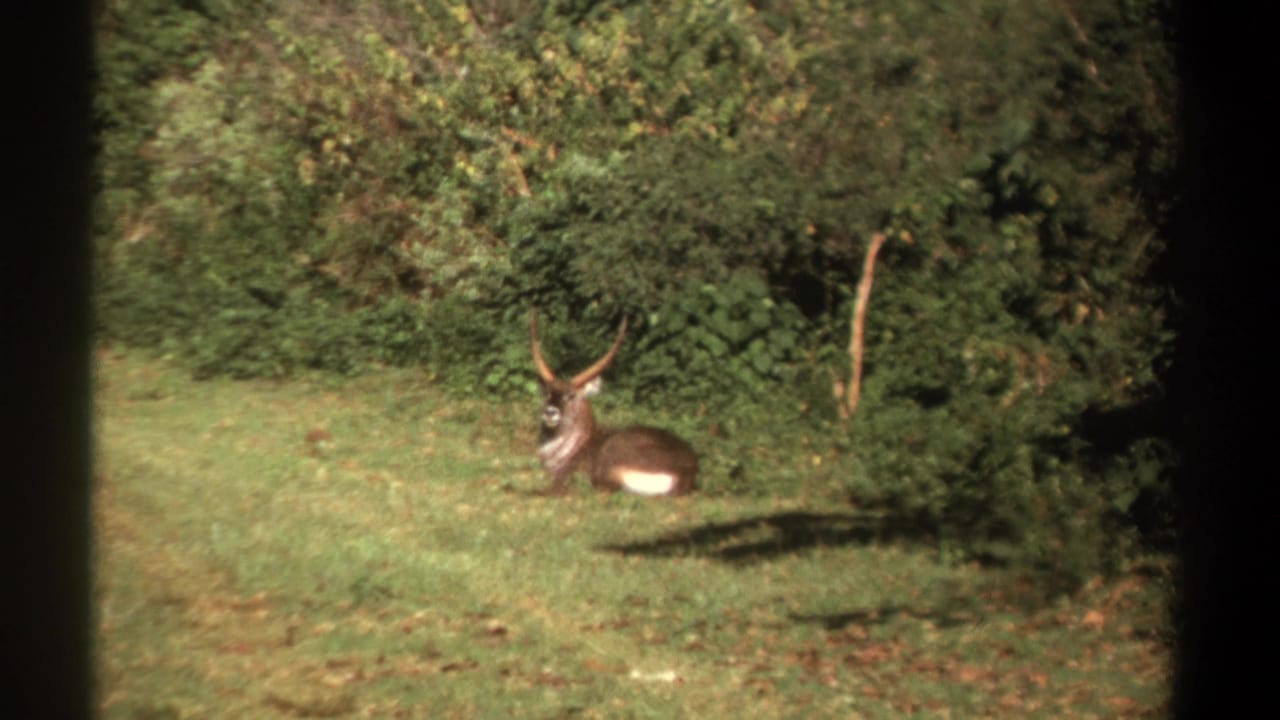 Resting antlered animal in grass with trees behind it.