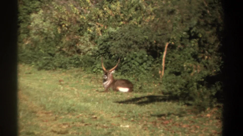 1969 Kenya 8mm frame showing the animal still lying in grass with a dense tree line behind it.