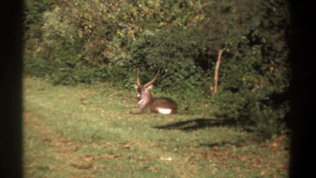 Horned antelope lying on grass near dense bushes.
