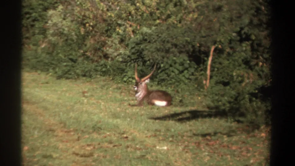 1969 Kenya home-movie frame of a horned antelope lying calmly on grass with dense bush and sunlight behind it.