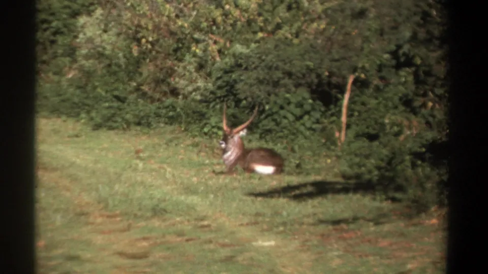 1969 Kenya home-movie frame showing the antelope still lying in the clearing, framed by grass, shrubs, and tree shade.