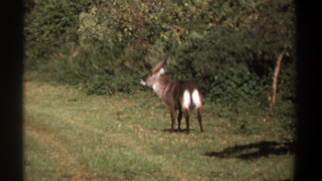 Horned waterbuck standing in a grassy clearing beside dense green bush.