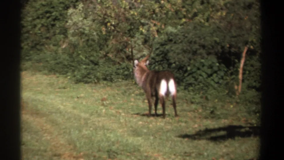 1969 Kenya wildlife frame showing the waterbuck turned toward the bushline, viewed from behind across grass.
