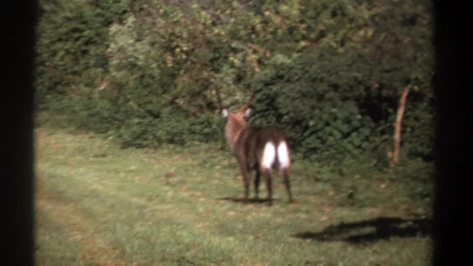 Final 1969 Kenya frame of the waterbuck facing the bushline, with its white rump patch centered in the shot.